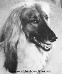 Afghan Hound Times photo - Kerrin Fachamo
