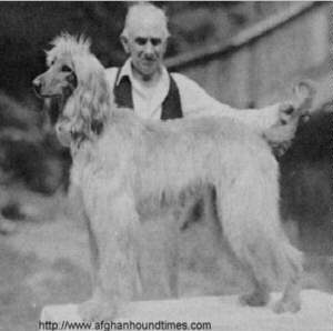 Afghan Hound Times photo - Ku Mari Khyaam Of Arken