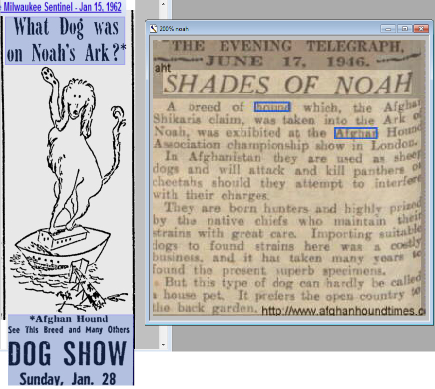 http://www.afghanhoundtimes.com Afghan Hounds and Noah's Ark