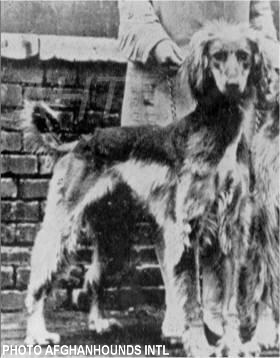 http://www.afghanhoundtimes.com PHOTO Nora Coombes Shah ez Sheereef of Wahsdarb)
