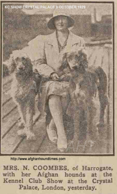 http://www.afghanhoundtimes.com PHOTO Nora Coombes Shah ez Sheereef of Wahsdarb)