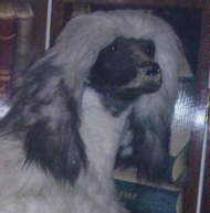 Afghan Hound Times - New York Store Display Afghan Hounds