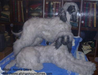 Afghan Hound Times - New York Store Display Afghan Hounds