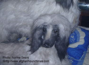 Afghan Hound Times - New York Store Display Afghan Hounds