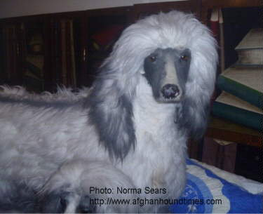 Afghan Hound Times - New York Store Display Afghan Hounds