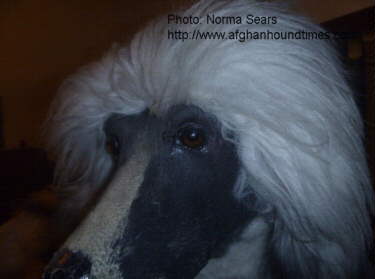 Afghan Hound Times - New York Store Display Afghan Hounds