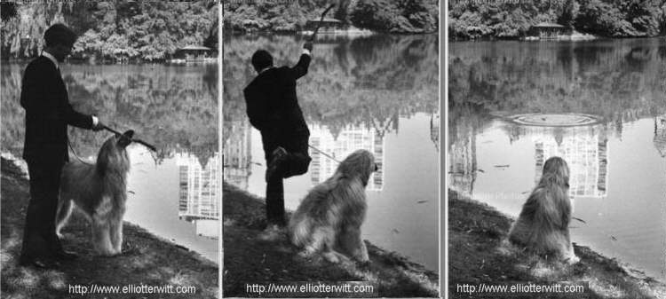 Afghan Hound Times photo - Intelligent Afghan Hound 1970's