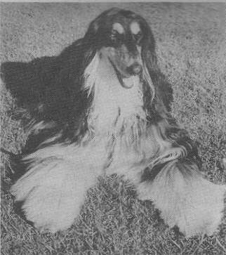 Afghan Hound Times - Bill Taffy Morris Judging Article , New Zealand