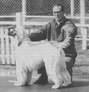 Afghan Hound Times photo - Kim Crysell and his first Afghan Hound Ch Recklaws Rizelle