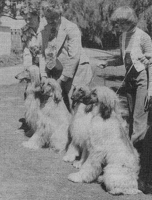 Afghan Hound Times photo - Rake/Mishuh/El Kabah - all of Chaucer Lodge NZ