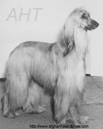 Afghan Hound Times -Barberryhill Dolly, Venita Oakie, PhyllisA Rainer