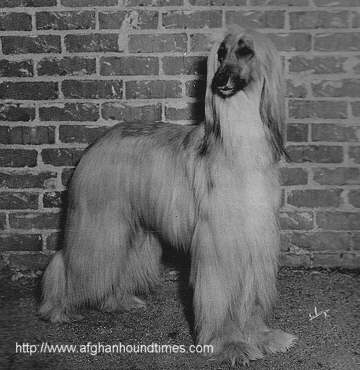 Afghan Hound Times -Barberryhill Dolly, Venita Oakie, PhyllisA Rainer