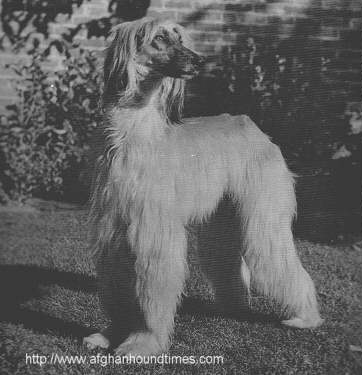 Afghan Hound Times Ch Westmill Natanz