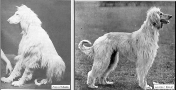 http://www.afghanhoundtimes.com PHOTO Westmill Omar England May 1930