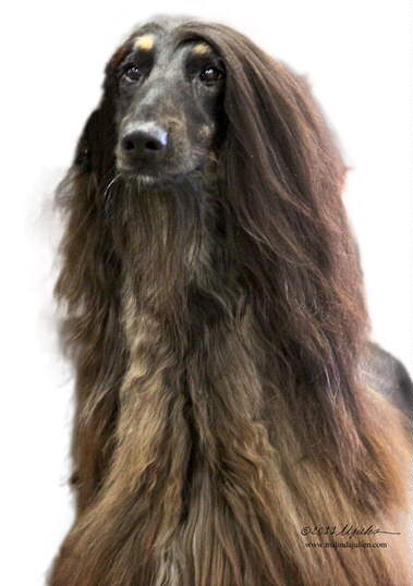 Afghan Hound Times R CH/CAN C Nightwind O'Pourquoi Pas