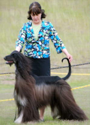 Afghan Hound Times  BIS/MSBIS Silver GR CH/CAN C Nightwind O'Pourquoi Pas