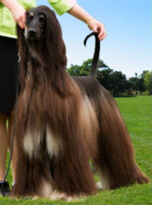 Afghan Hound Times  BIS/MSBIS Silver GR CH/CAN C Nightwind O'Pourquoi Pas