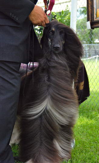 Afghan Hound Times  BIS/MSBIS Silver GR CH/CAN C Nightwind O'Pourquoi Pas
