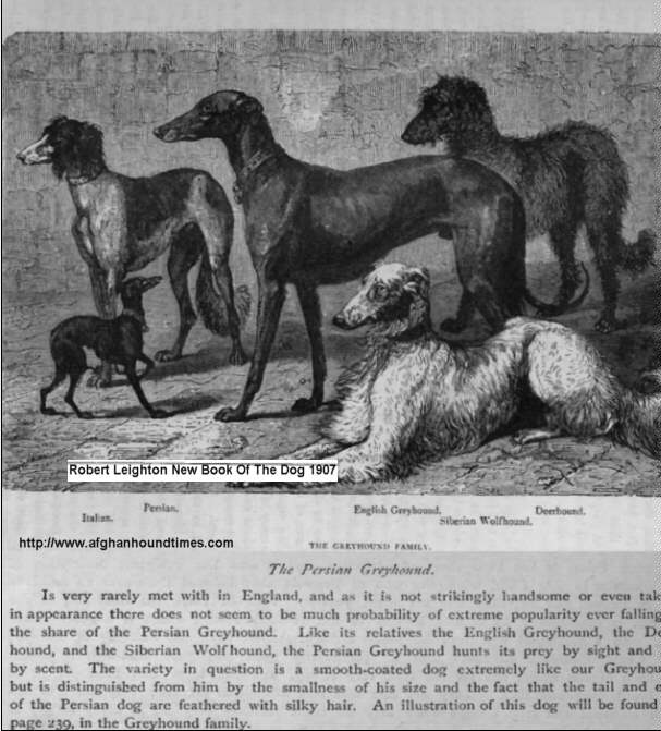 Afghan Hound, Robert Leighton The New Book Of The Dog 1907