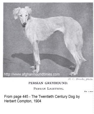 Early Afghan Hounds - Persian Greyhound 1904