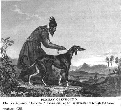 Early Afghan Hounds -  Persian Greyhounds