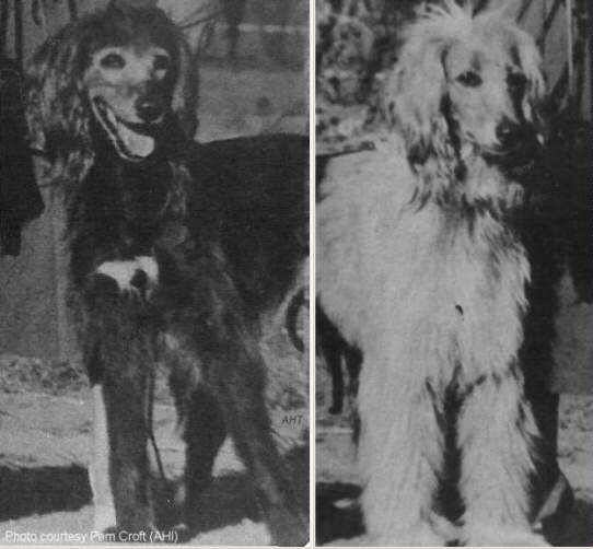 Afghan Hound Times photo - Blue Mist Of Egypt and Sinbad the Sailor