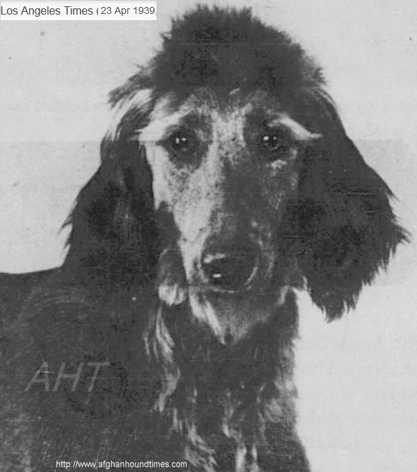 Afghan Hound Times photo - Blue Mist Of Egypt