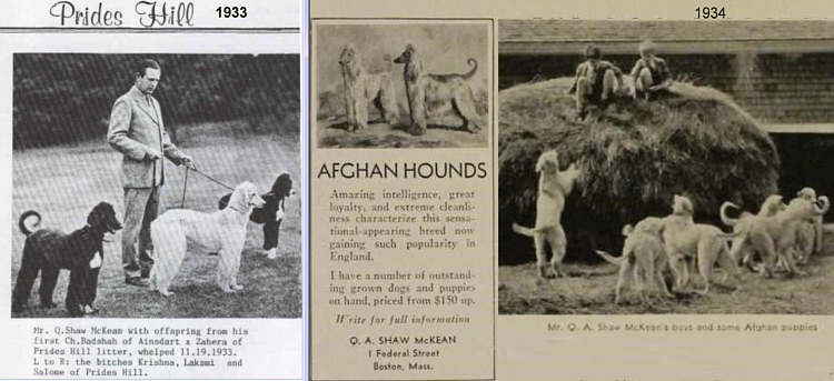 Afghan Hound Times, Photo of Shaw with bitches (L to R Krishna), Laksmi, Salome of Prides Hill from the first  Ch Badshah of Ainsdart x Zahera of Prides Hill litter, whelped 19th Nov 1933