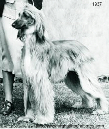 Afghan Hound Times, Photograph ofAm  Ch Barberryhill Dolly