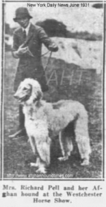 Afghan Hound Times, Photo of Burj Of Of Ainsdart littermate to Badshah and Tufan of Ainsdart