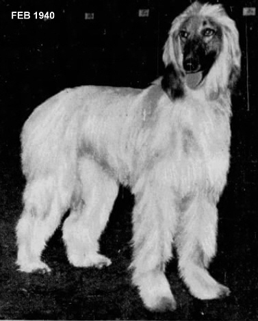 Afghan Hound Times, Photograph ofKerrin Fachamo