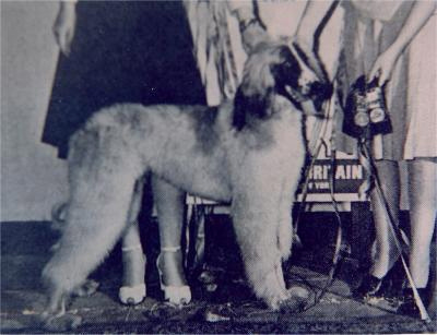Afghan Hound Times, Photograph Badshah Zahera odd colour breedings
