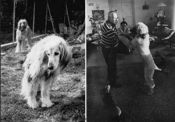 http://www.afghanhoundtimes.com Picasso with Afghan Hound 1962