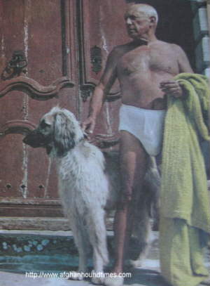 Afghan Hound Times - Piccasson with Afghan Colour Photo 1963