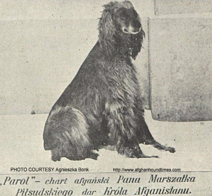 Afghan Hound Times, Breed History Poland