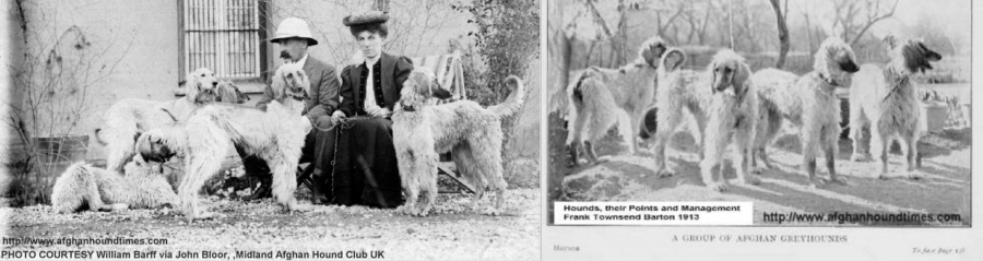 http;//www.afghanhoundtimes Zardin type and variations?