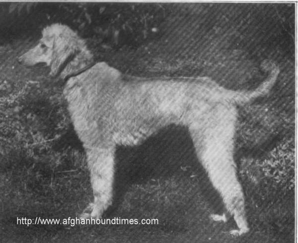 http://www.afghanhoundtimes.com/put1.jpg de Flandre Afghan Hounds UK