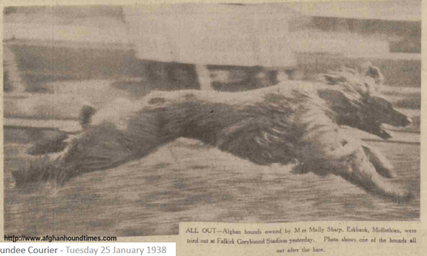 http://www.afghanhoundtimes PHOTO Racing 1938