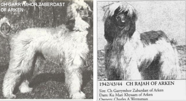 http://www.afghanhoundtimes.com PHOTO  Rajah Of ArkenHEIGHT=