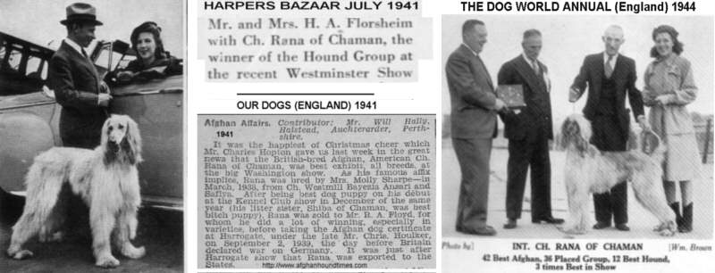 http://www.afghanhoundtimes.com Photo Rana Of Chaman 1941