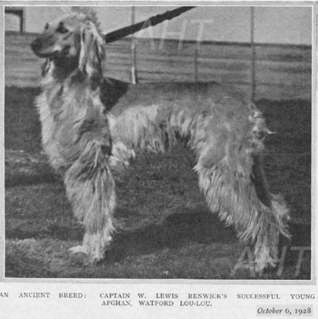http://www.afghanhoundtimes.com Photo Watford Lou Lou