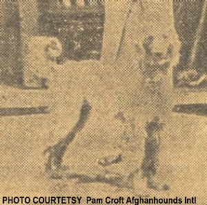 http://www.afghanhoundtimes.com Photo Lakki Marwat