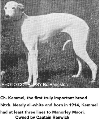 http://www.afghanhoundtimes.com Photo Capt. Renwick's Whippet - Ch Kemme