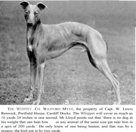 http://www.afghanhoundtimes.com Photo Capt. Renwick's Whippet -Watford Myth