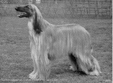 http://www.afghanhoundtimeds.com PHOTO Ch Horningsea Khanabad  Suvaraj