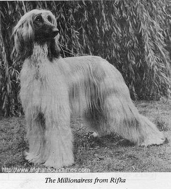 http://www.afghanhoundtimeds.com PHOTO The MillionairessA From Rifka