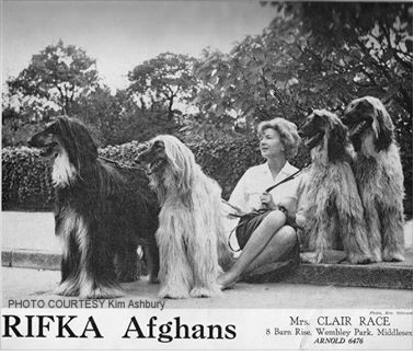 http://www.afghanhoundtimes.com PHOTO Clare Race and her Rifka  Afghan hounds