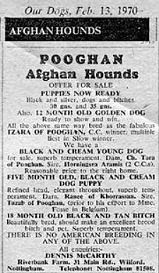 http://www.afghanhoundtimes.com Al Baron wartimeAl Baron with Rana wearing a gas mask 1939