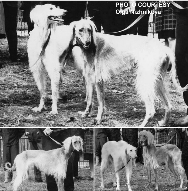http://www.afghanhoundtimes.comAFGHAN HOUND BREED HISTORY - RUSSIA by Steve Tillotson 1996/2018