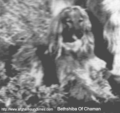 Afghan Hound Times - Bethshiba Of Chaman Sar Moyah